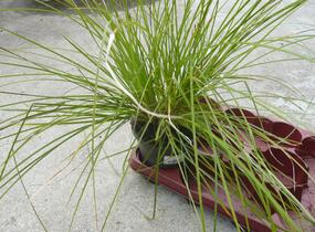 Ostřice štíhlá - Carex acuta