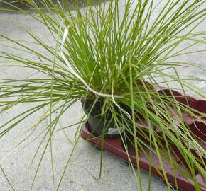 Ostřice štíhlá - Carex acuta