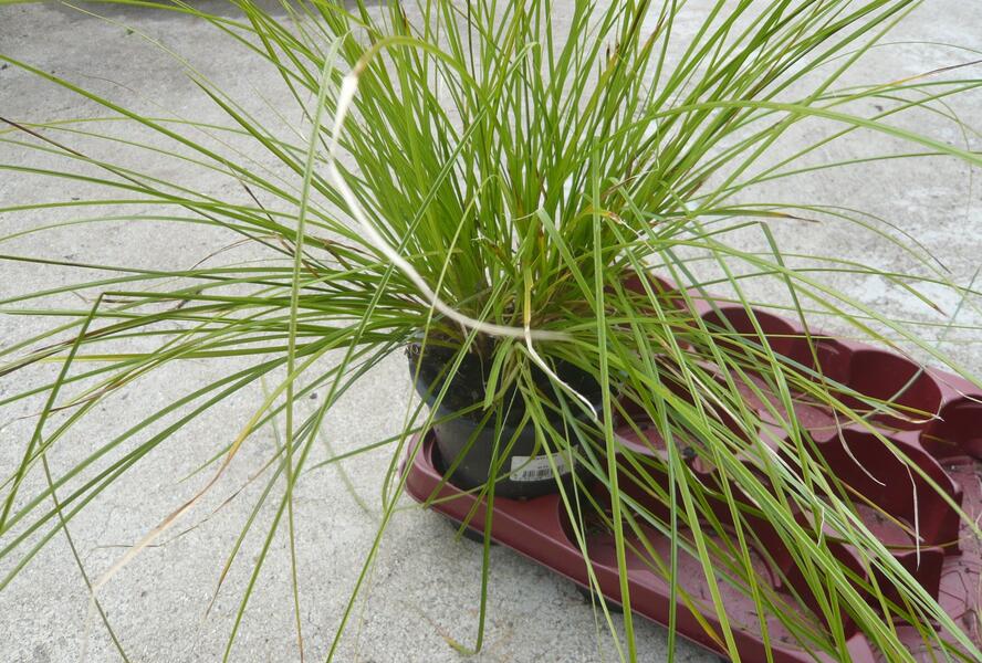 Ostřice štíhlá - Carex acuta