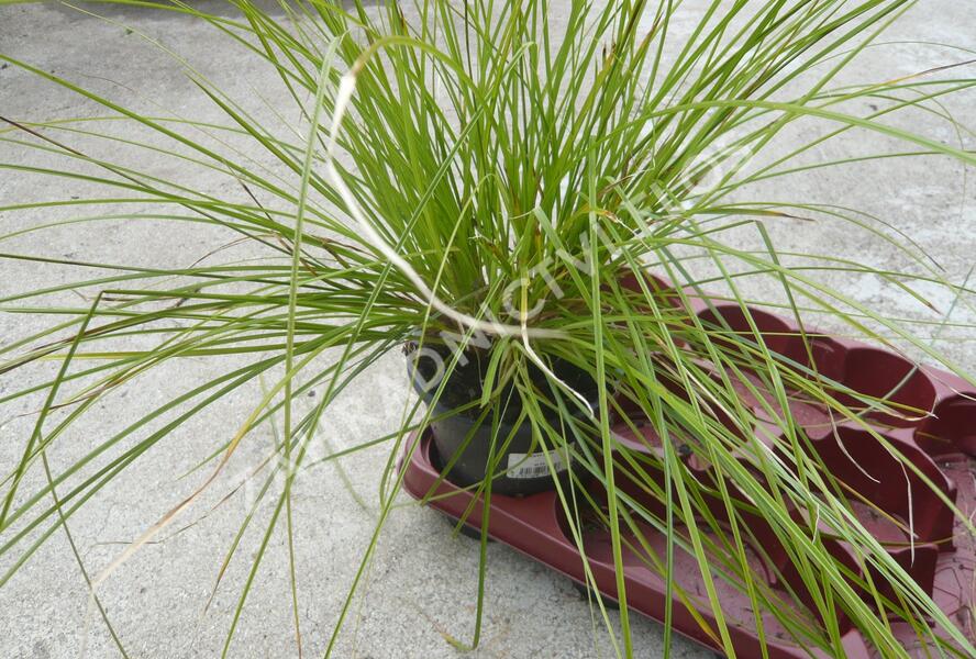 Ostřice štíhlá - Carex acuta