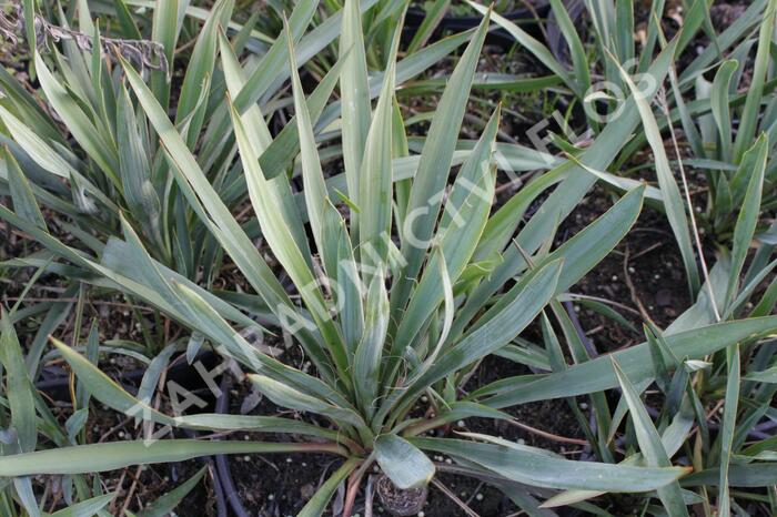 Juka vláknitá - Yucca filamentosa