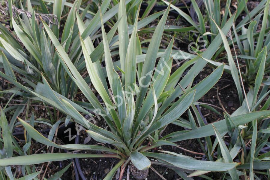 Juka vláknitá - Yucca filamentosa