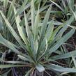 Juka vláknitá - Yucca filamentosa