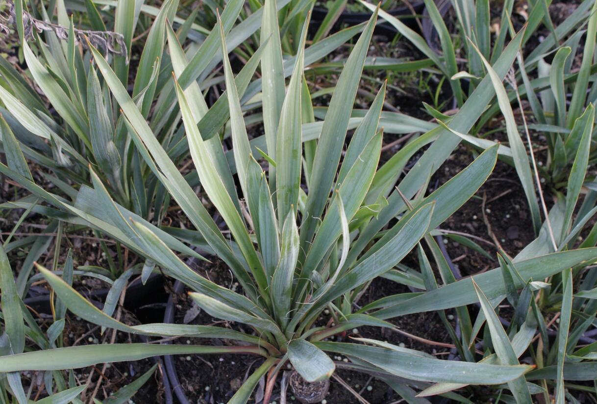 Juka vláknitá - Yucca filamentosa