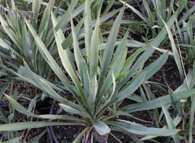 Juka vláknitá - Yucca filamentosa