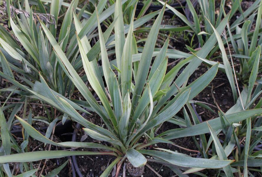 Juka vláknitá - Yucca filamentosa