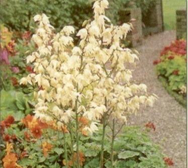 Juka vláknitá - Yucca filamentosa