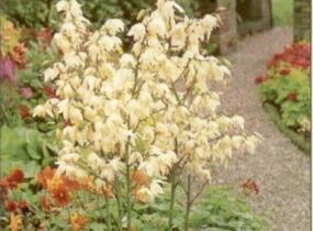 Juka vláknitá - Yucca filamentosa