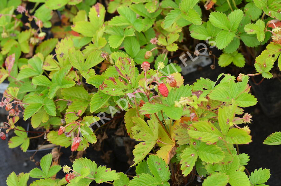 Jahodník měsíční 'Alexandria' - Fragaria vesca 'Alexandria'