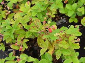 Jahodník měsíční 'Alexandria' - Fragaria vesca 'Alexandria'