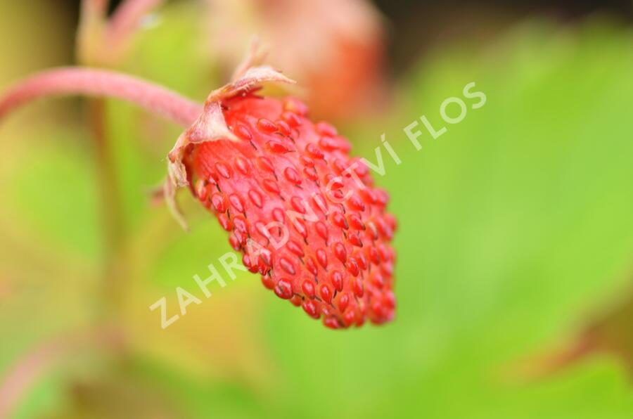 Jahodník měsíční 'Alexandria' - Fragaria vesca 'Alexandria'