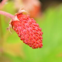 Jahodník měsíční 'Alexandria' - Fragaria vesca 'Alexandria'