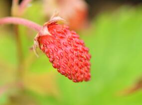 Jahodník měsíční 'Alexandria' - Fragaria vesca 'Alexandria'