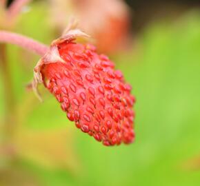 Jahodník měsíční 'Alexandria' - Fragaria vesca 'Alexandria'