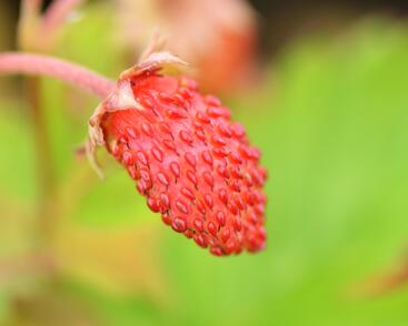 Jahodník měsíční 'Alexandria'