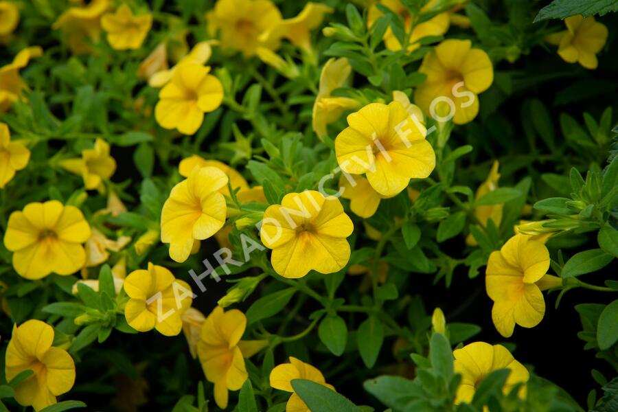 Minipetúnie, Million Bells 'Sweetbells Deep Yellow' - Calibrachoa hybrida 'Sweetbells Deep Yellow'