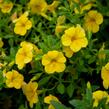 Minipetúnie, Million Bells 'Sweetbells Deep Yellow' - Calibrachoa hybrida 'Sweetbells Deep Yellow'