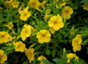 Minipetúnie, Million Bells 'Sweetbells Deep Yellow' - Calibrachoa hybrida 'Sweetbells Deep Yellow'
