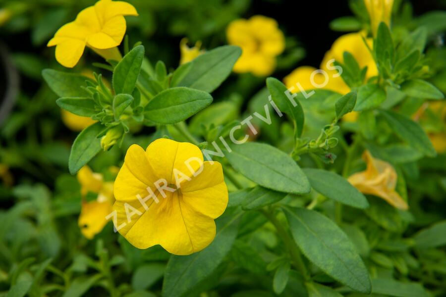 Minipetúnie, Million Bells 'Sweetbells Deep Yellow' - Calibrachoa hybrida 'Sweetbells Deep Yellow'