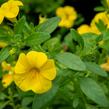 Minipetúnie, Million Bells 'Sweetbells Deep Yellow' - Calibrachoa hybrida 'Sweetbells Deep Yellow'