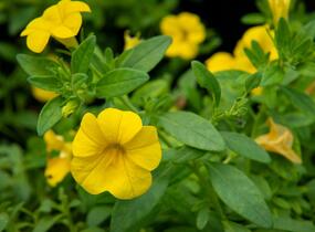 Minipetúnie, Million Bells 'Sweetbells Deep Yellow' - Calibrachoa hybrida 'Sweetbells Deep Yellow'