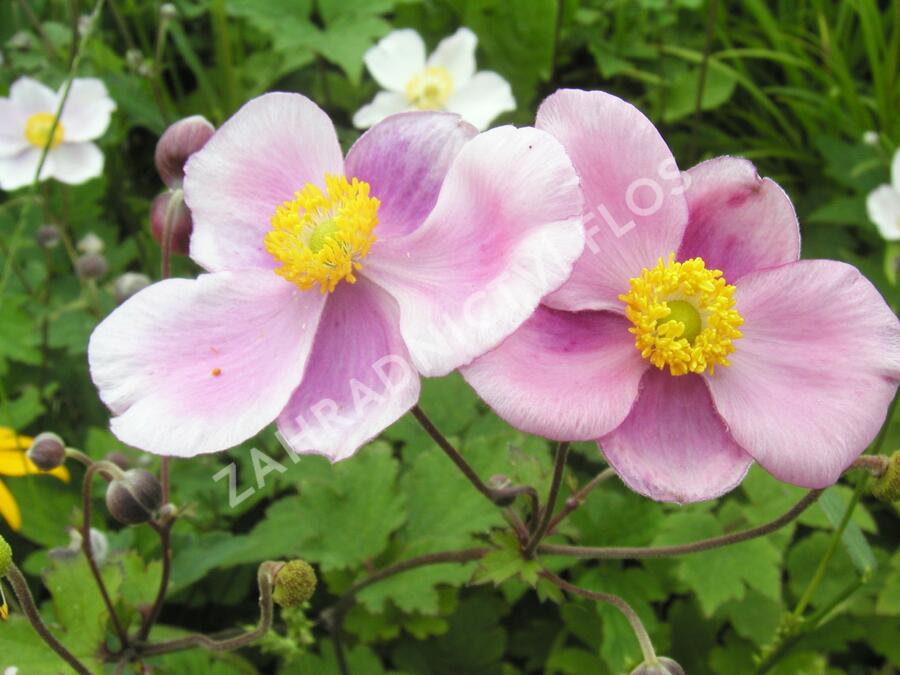 Sasanka hupejská - Anemone hupehensis