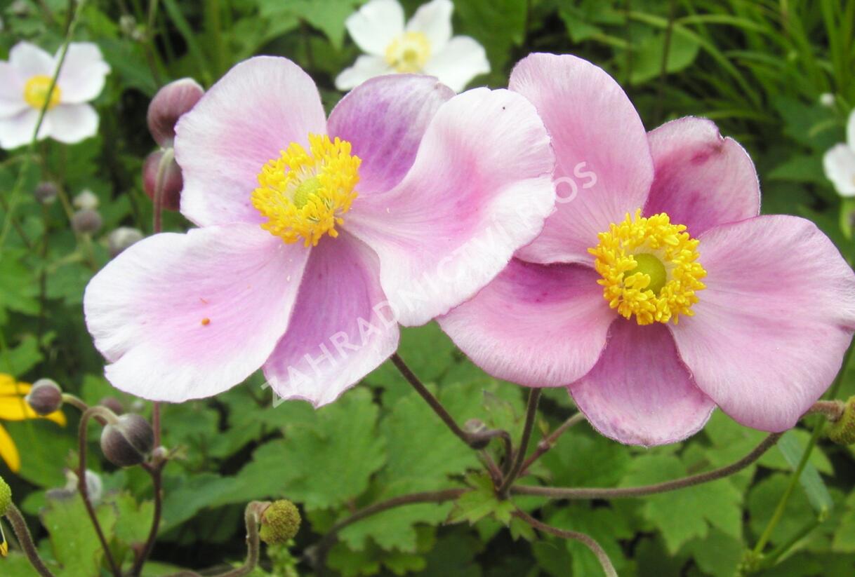 Sasanka hupejská - Anemone hupehensis