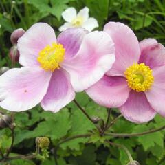 Sasanka hupejská - Anemone hupehensis