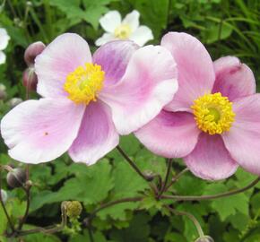 Sasanka hupejská - Anemone hupehensis