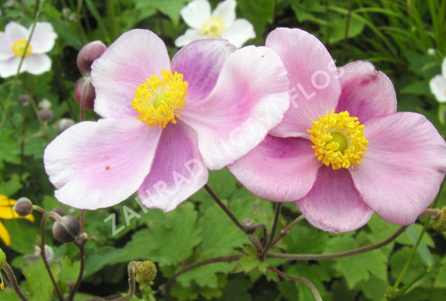 Sasanka hupejská - Anemone hupehensis
