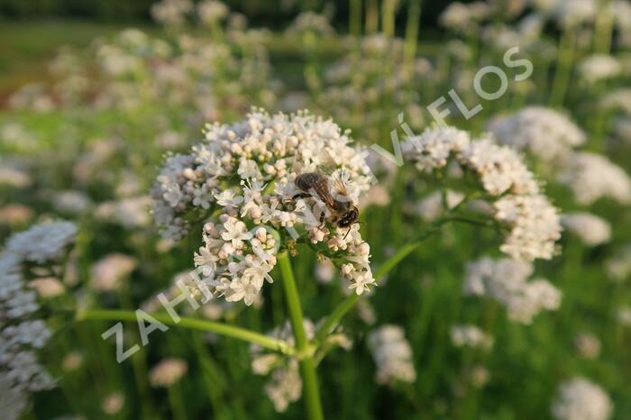 Kozlík lékařský - Valeriana officinalis