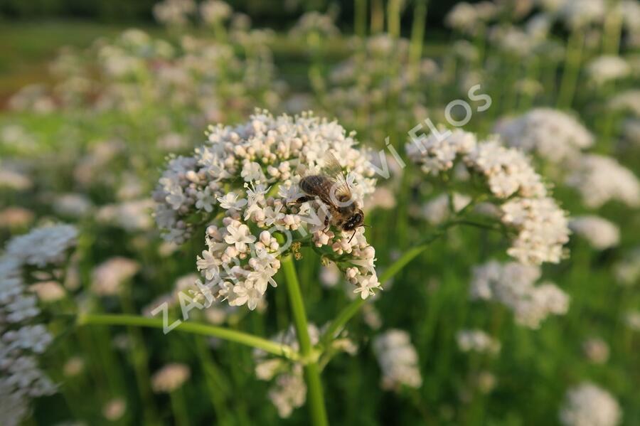 Kozlík lékařský - Valeriana officinalis