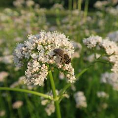 Kozlík lékařský - Valeriana officinalis