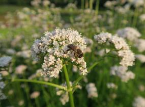 Kozlík lékařský - Valeriana officinalis