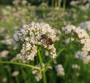 Kozlík lékařský - Valeriana officinalis