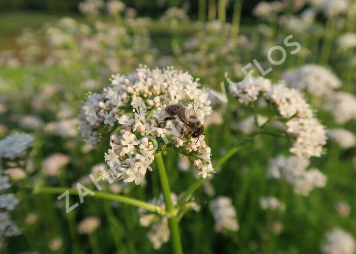 Kozlík lékařský - Valeriana officinalis