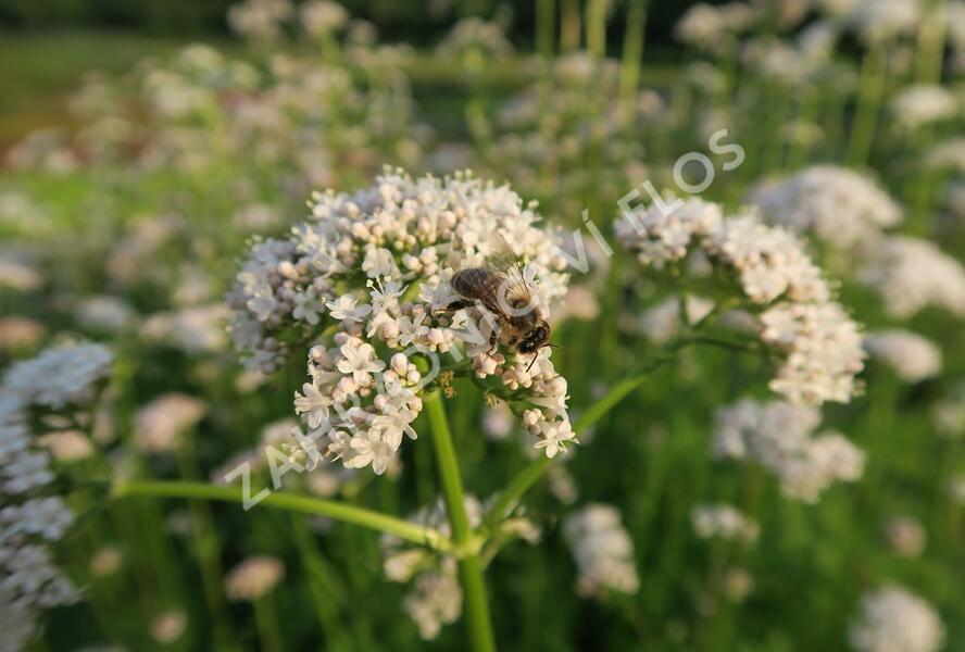 Kozlík lékařský - Valeriana officinalis