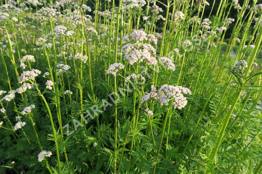 Kozlík lékařský - Valeriana officinalis