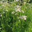 Kozlík lékařský - Valeriana officinalis