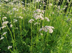 Kozlík lékařský - Valeriana officinalis