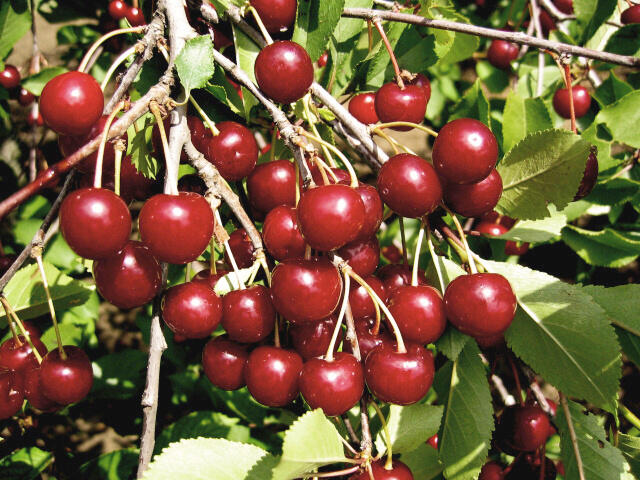 Višeň velmi pozdní kyselka 'Morela pozdní' - Prunus cerasus 'Morela pozdní'