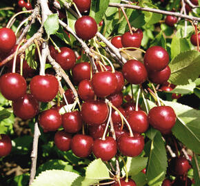 Višeň velmi pozdní - kyselka 'Morela pozdní' - Prunus cerasus 'Morela pozdní'