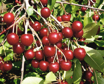 Višeň velmi pozdní kyselka 'Morela pozdní'