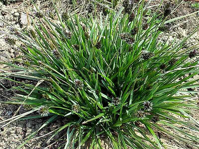 Pěchava Heuflerova - Sesleria heufleriana