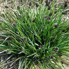 Pěchava Heuflerova - Sesleria heufleriana