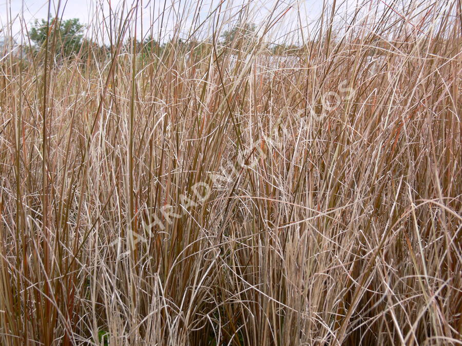 Ostřice Buchananova - Carex buchananii