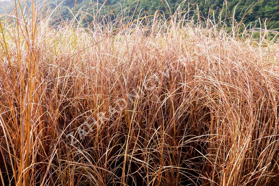 Ostřice Buchananova - Carex buchananii