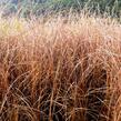 Ostřice Buchananova - Carex buchananii