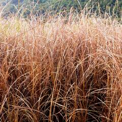 Ostřice Buchananova - Carex buchananii