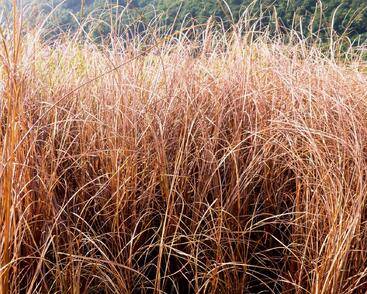 Ostřice Buchananova